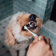 best dog toothpastes close up shot of male hand brushing teeth of his dog in the bathroom