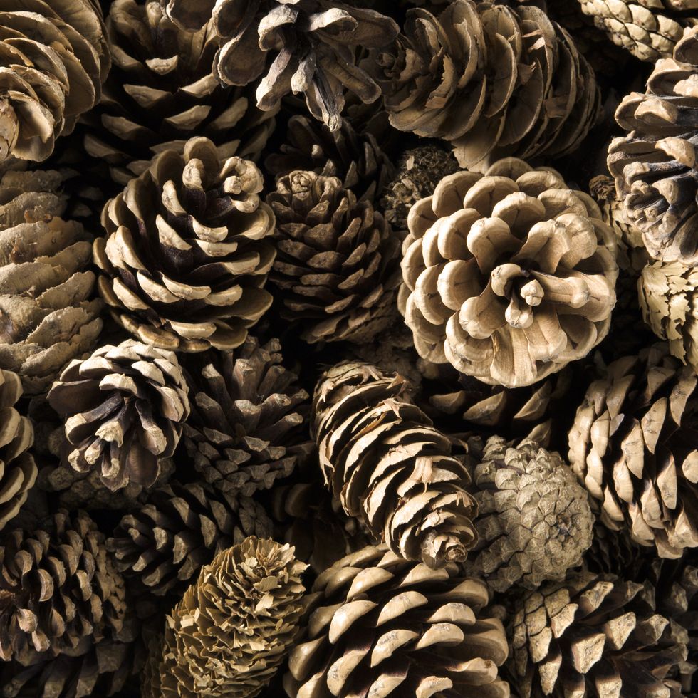 close up shot of numerous pine cones