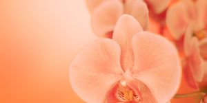 close up soft focus orchid flower in neon light, copy space, trend 2020 color lush lava