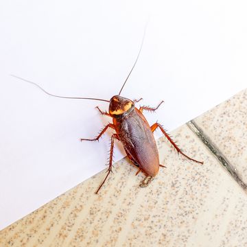 cockroach vs water bug