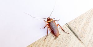 cockroach vs water bug