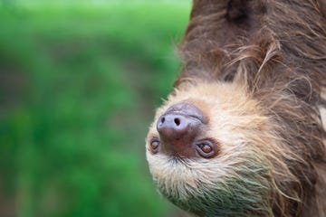 close up to a face of two toed sloth choloepus hoffmanni