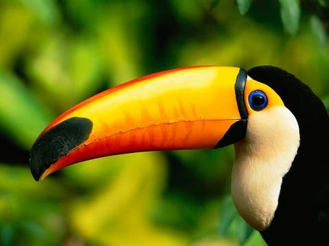 Close-up van een toekan De reuzentoekan een inheemse vogel in de regenwouden van ZuidAmerika is een van de herkenbaarste vogels ter wereld Zijn enorme oranjegele snavel is 15 tot 22 centimeter lang ongeveer een derde van de hele lengte van de vogel en vormt een nuttig hulpmiddel wanneer hij wil eten