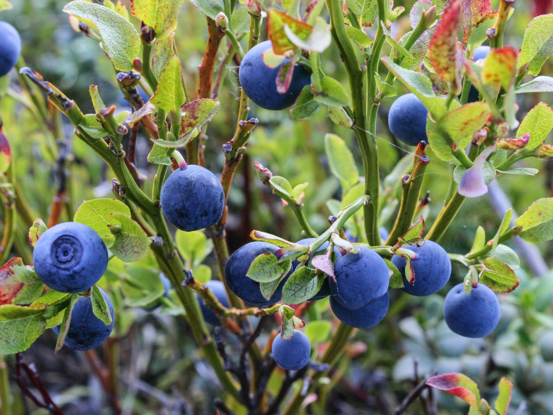 blueberries images