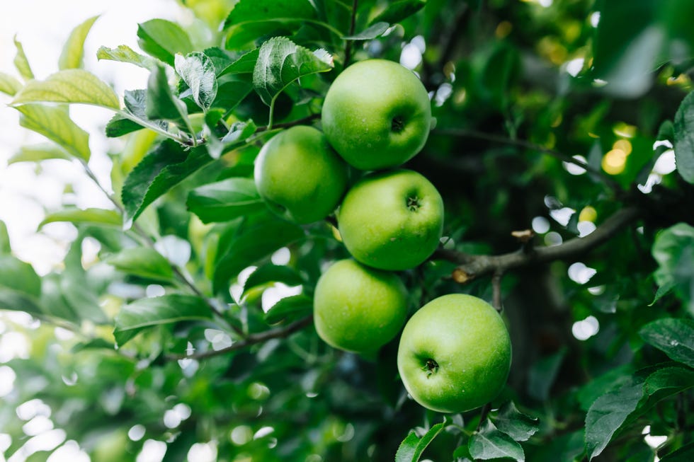 close up view of green apples on the branches of an apple tree