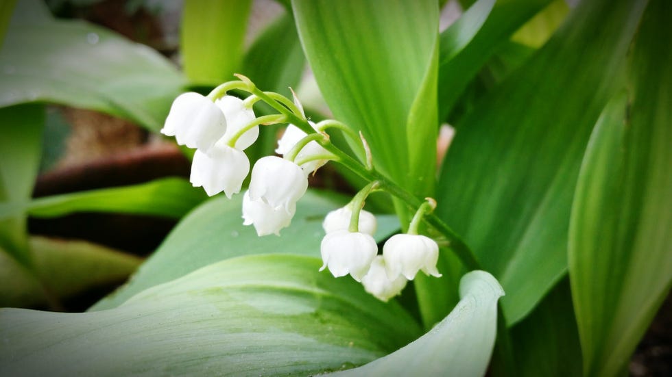 close up view of lily of the valley flowers