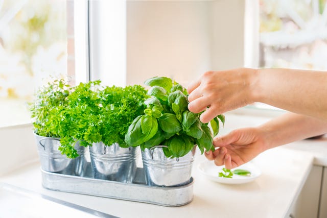 Why Apple Mint Will Be Your New Favorite Herb - Home Garden Joy