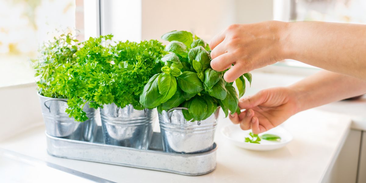 close up woman's hand picking leaves of basil greenery home gardening on kitchen pots of herbs with basil, parsley and thyme home planting and food growing sustainable lifestyle, plant based food