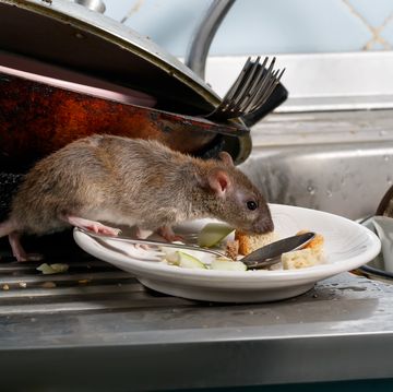 close up young rats sniffs leftovers on a plate on sink at the kitchen.