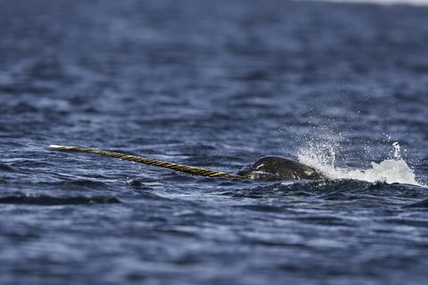 close view of a male narwhal swimming along the surface with its tusk out of the water, baffin island, canada