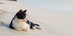 Closeup black and white cat lying on the sand at ocean beach