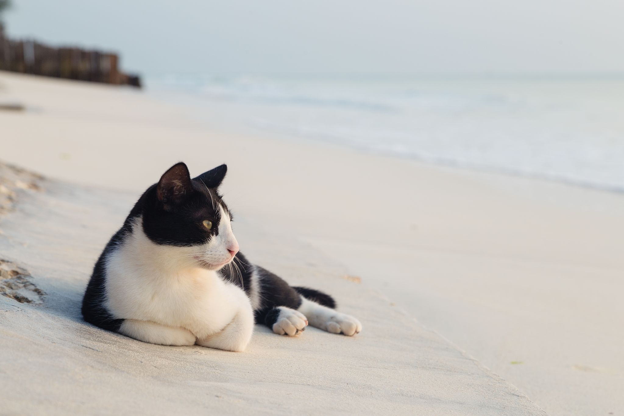 Closeup black and white cat lying on the sand at ocean beach