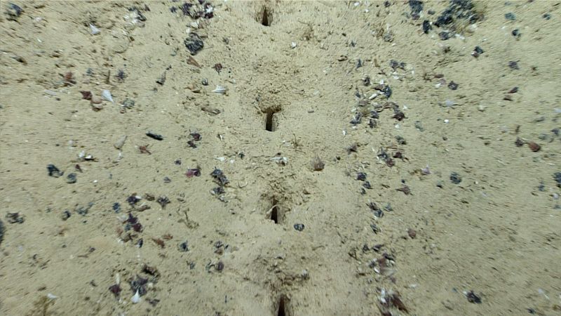 a close look at the sublinear sets of holes in the sediment observed during dive 04 of the second voyage to the ridge 2022 expedition these holes have been previously reported from the region, but their origin remains a mystery