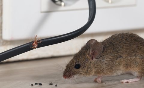 closeup mouse sits near chewed wire  in an apartment kitchen on the background of the wall and electrical outlet  inside high rise buildings