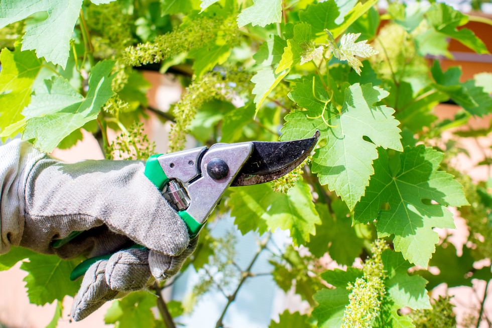 how to plant and grow grapes pruning