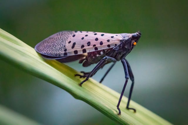 What Is a Spotted Lanternfly and Are They Dangerous to Humans?