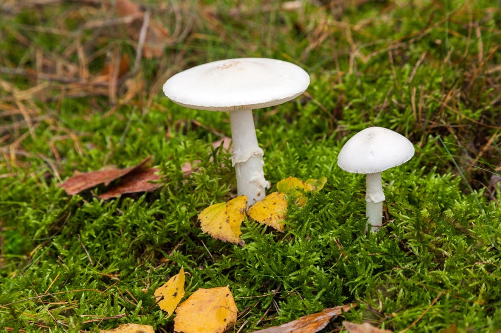 How to Stop Mushrooms Growing in Your Lawn