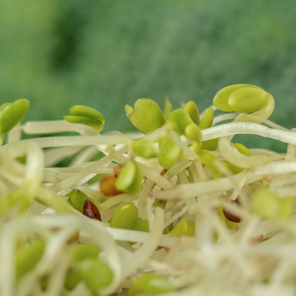 closeup of broccoli sprouts