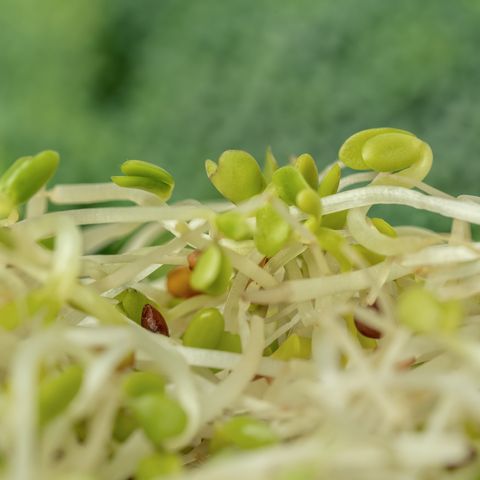 closeup of broccoli sprouts