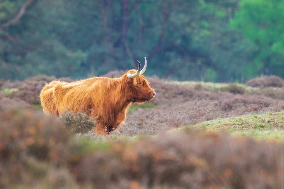Closeup of brown red Highland cattle, Scottish cattle breed (Bos taurus) with big long horns