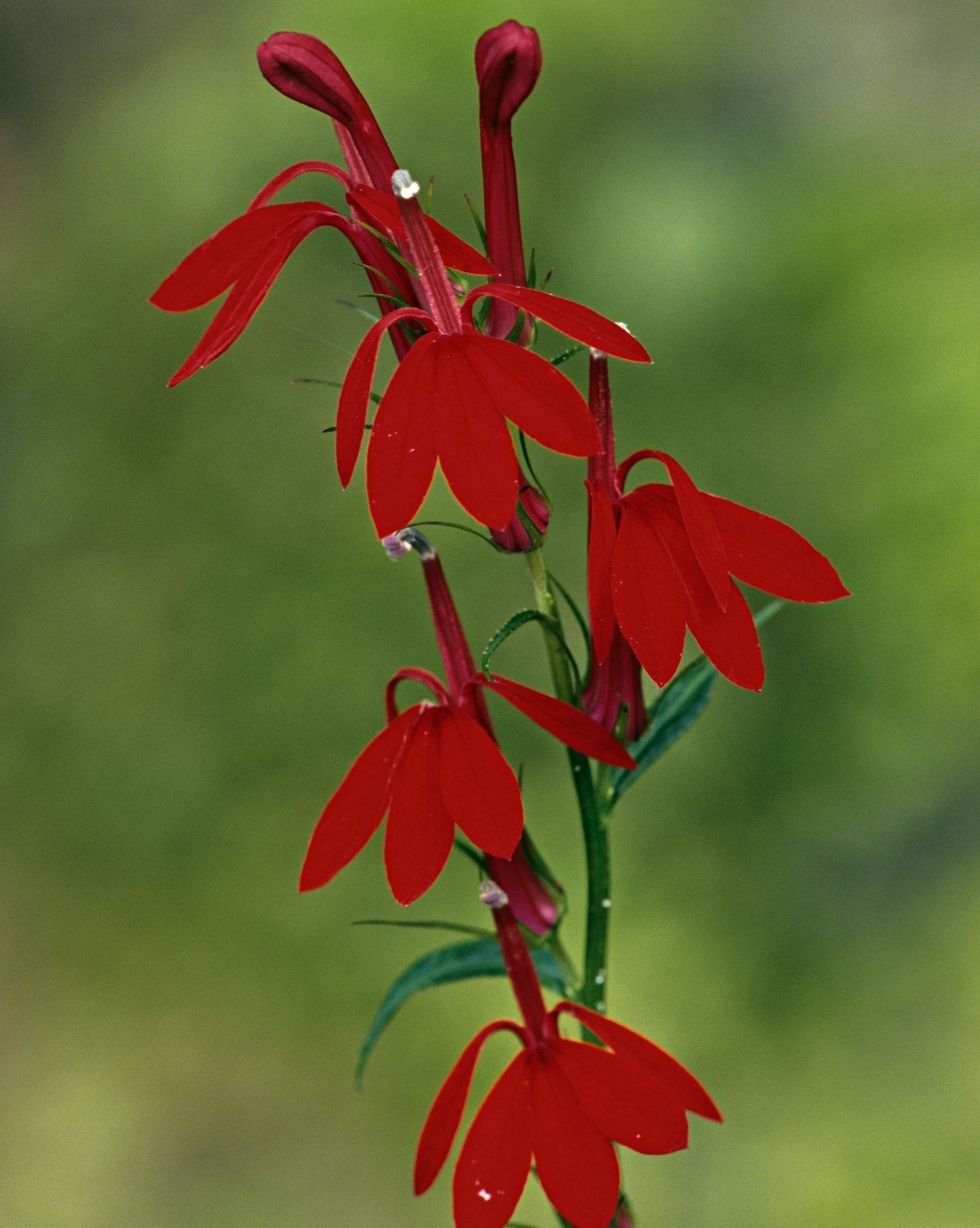 bloom of the cardinal flower, featuring spikes with multiple little dark red flowers