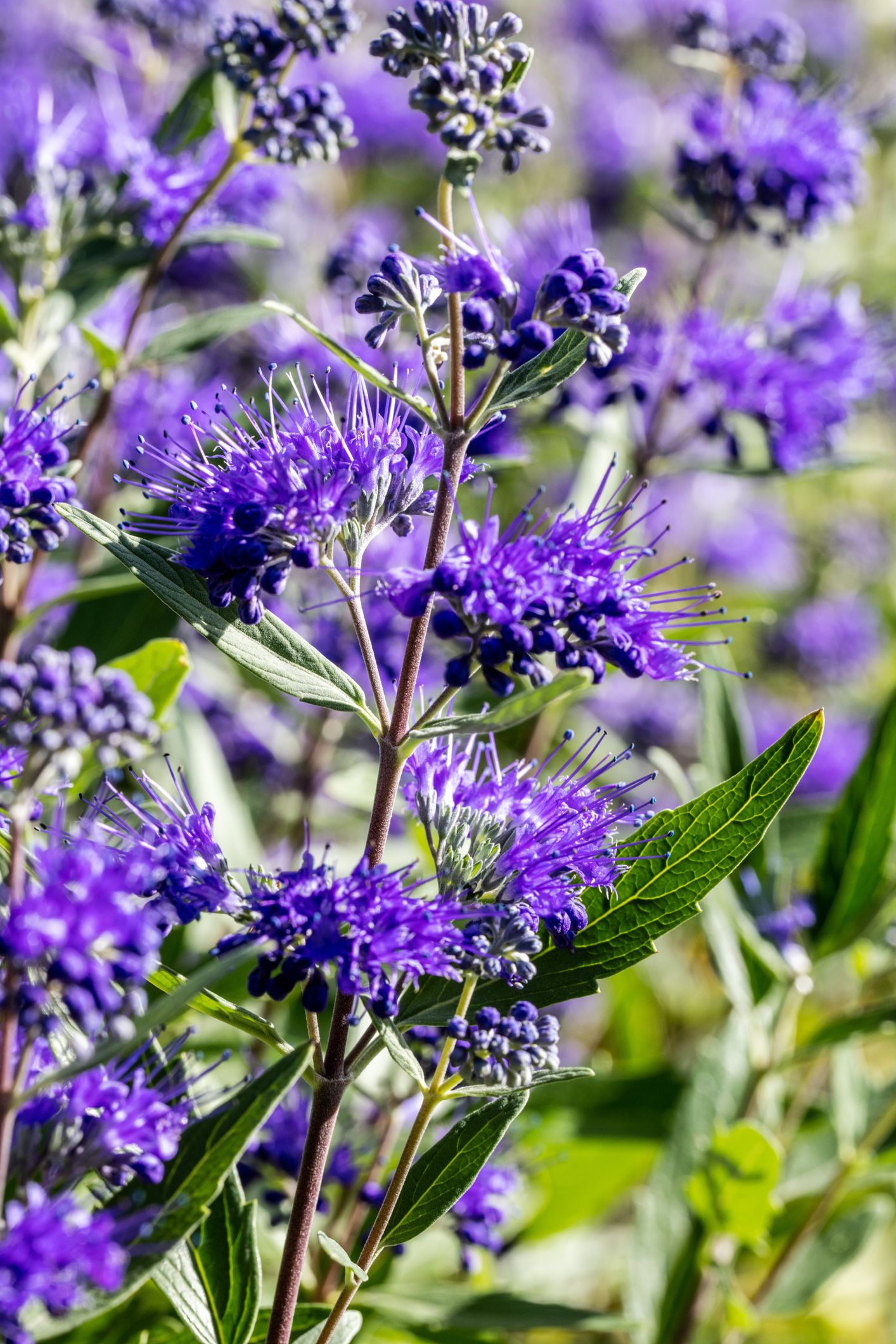 evergreen shrub with blue flowers