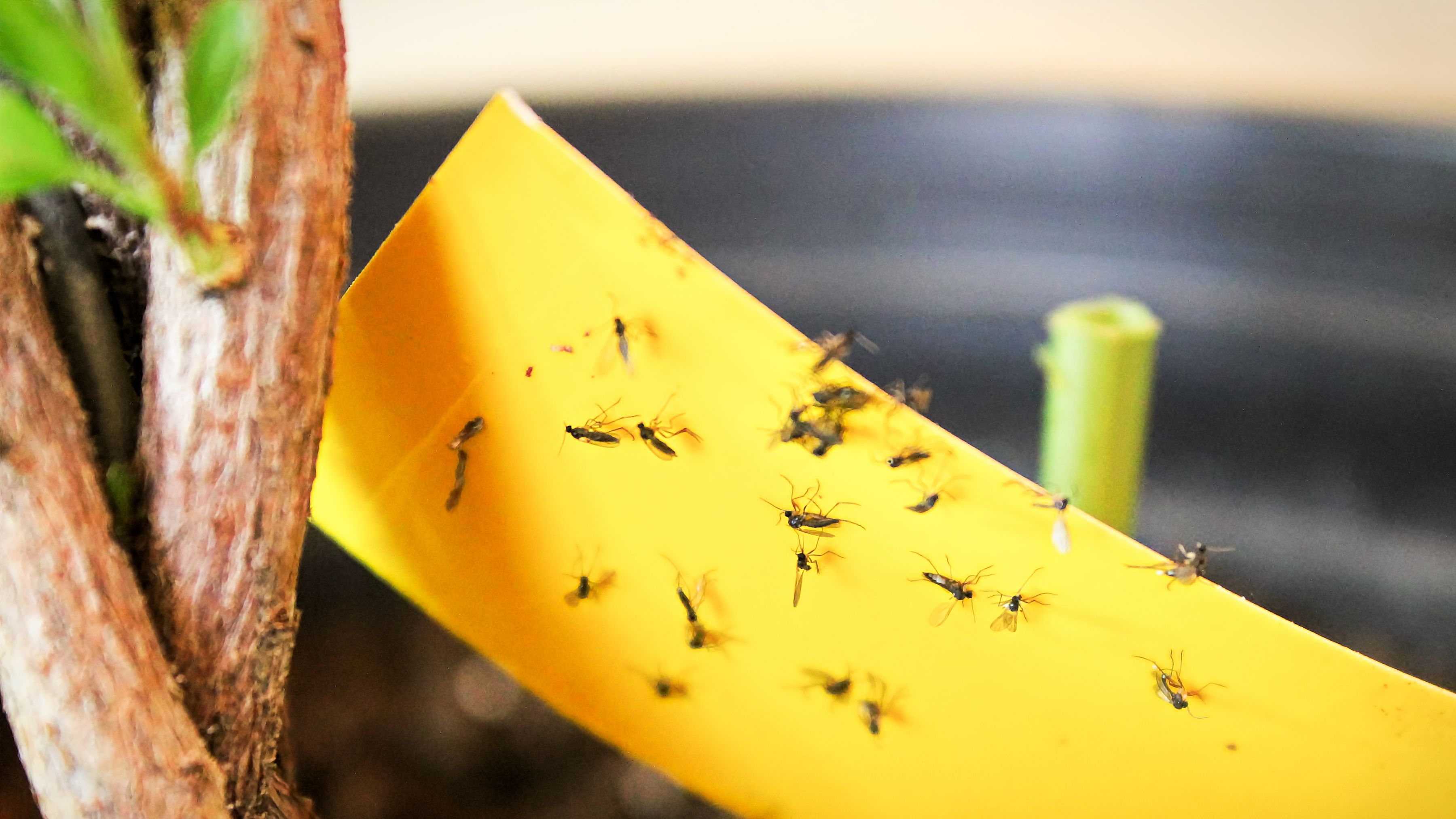 https://hips.hearstapps.com/hmg-prod/images/closeup-of-fungus-gnats-being-stuck-to-yellow-royalty-free-image-1590690431.jpg?crop=1xw:0.84375xh;center,top