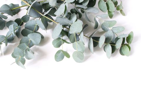 Closeup of green eucalyptus leaves and branches isolated on white table background. Modern floral composition, botanical frame, banner. Feminine styled stock image. Flat lay, top view.