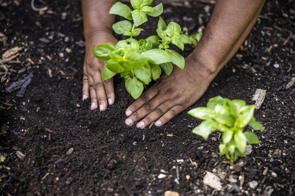closeup of hands planting vegetables in community garden