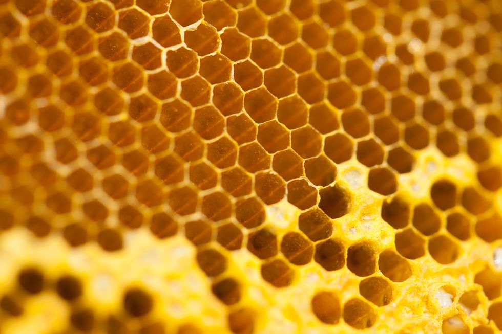 closeup of honey comb
