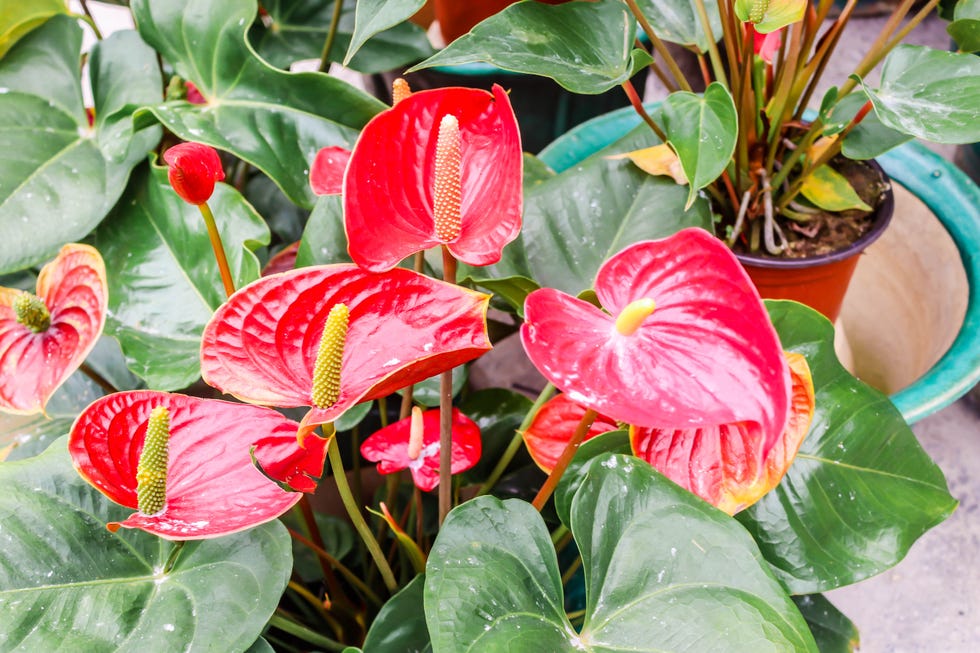 closeup of red anthurium or flamingo flower bloom in the garden