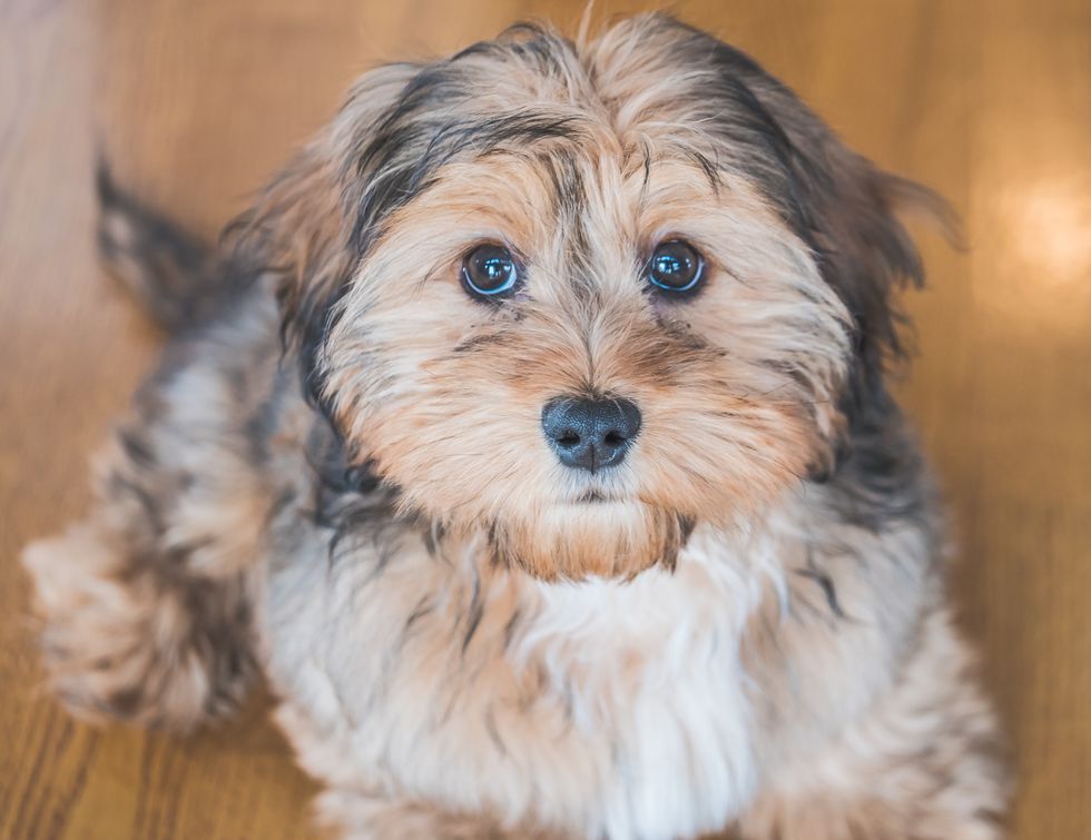 closeup shot of a cute adorable sad looking domestic shih poo type of dog indoors