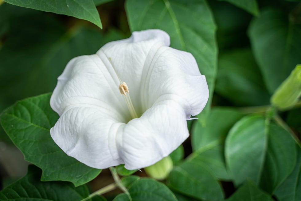 Large white flowers with green leaves