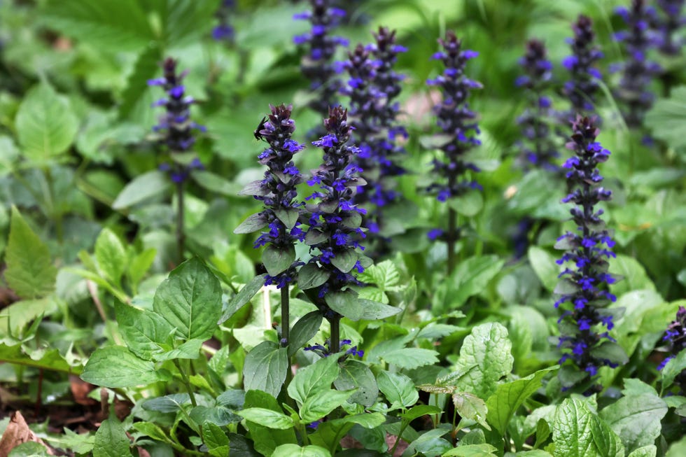 White clover, the best shade perennial