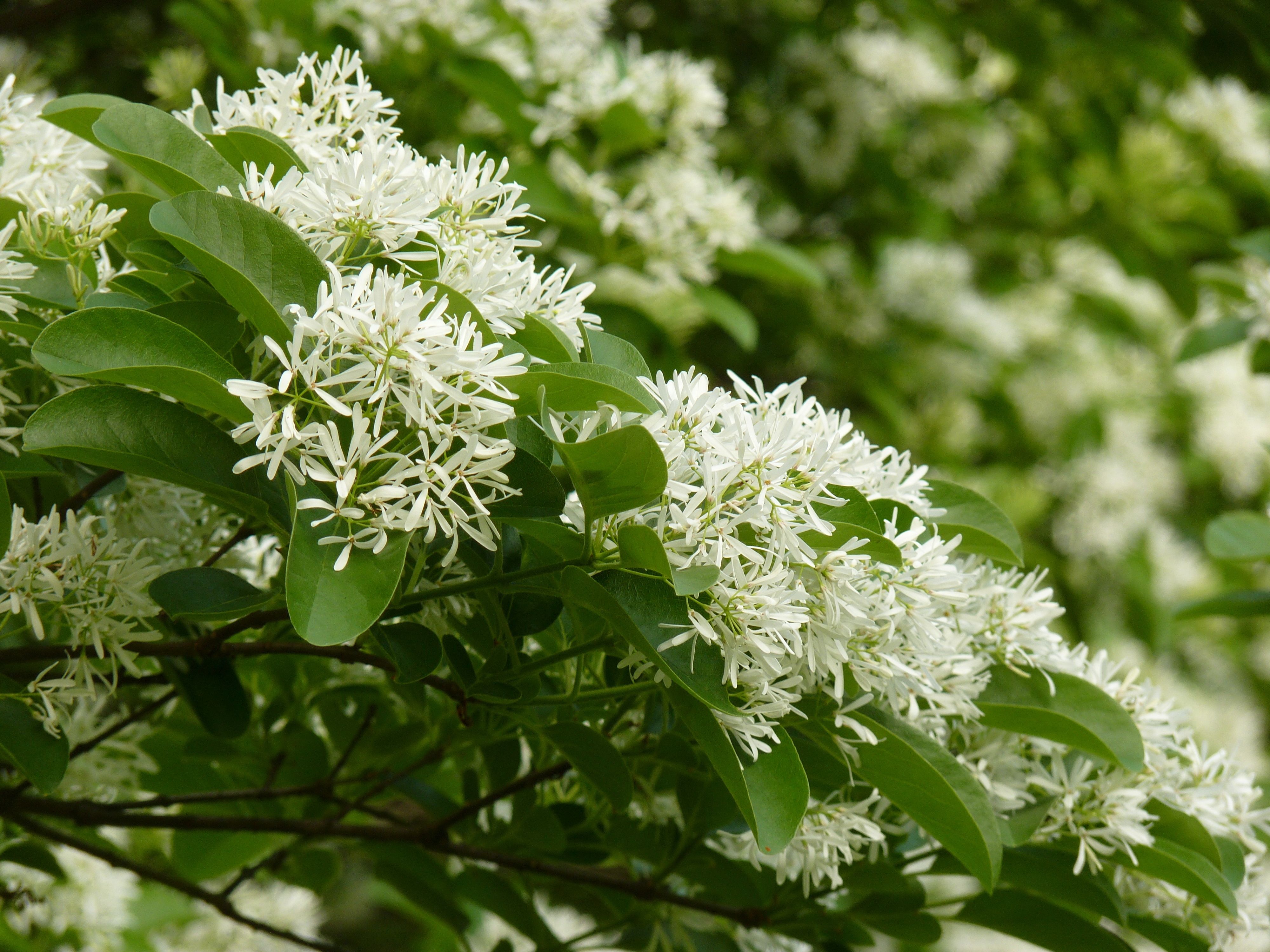 white flowering trees