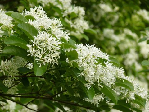 closeup shot of the white flowers of a chinese fringe tree
