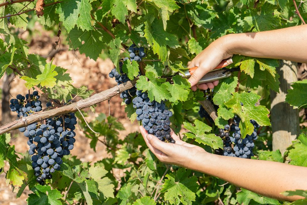 closeup view of woman farmer harvesting black grapes at vineyard in summer