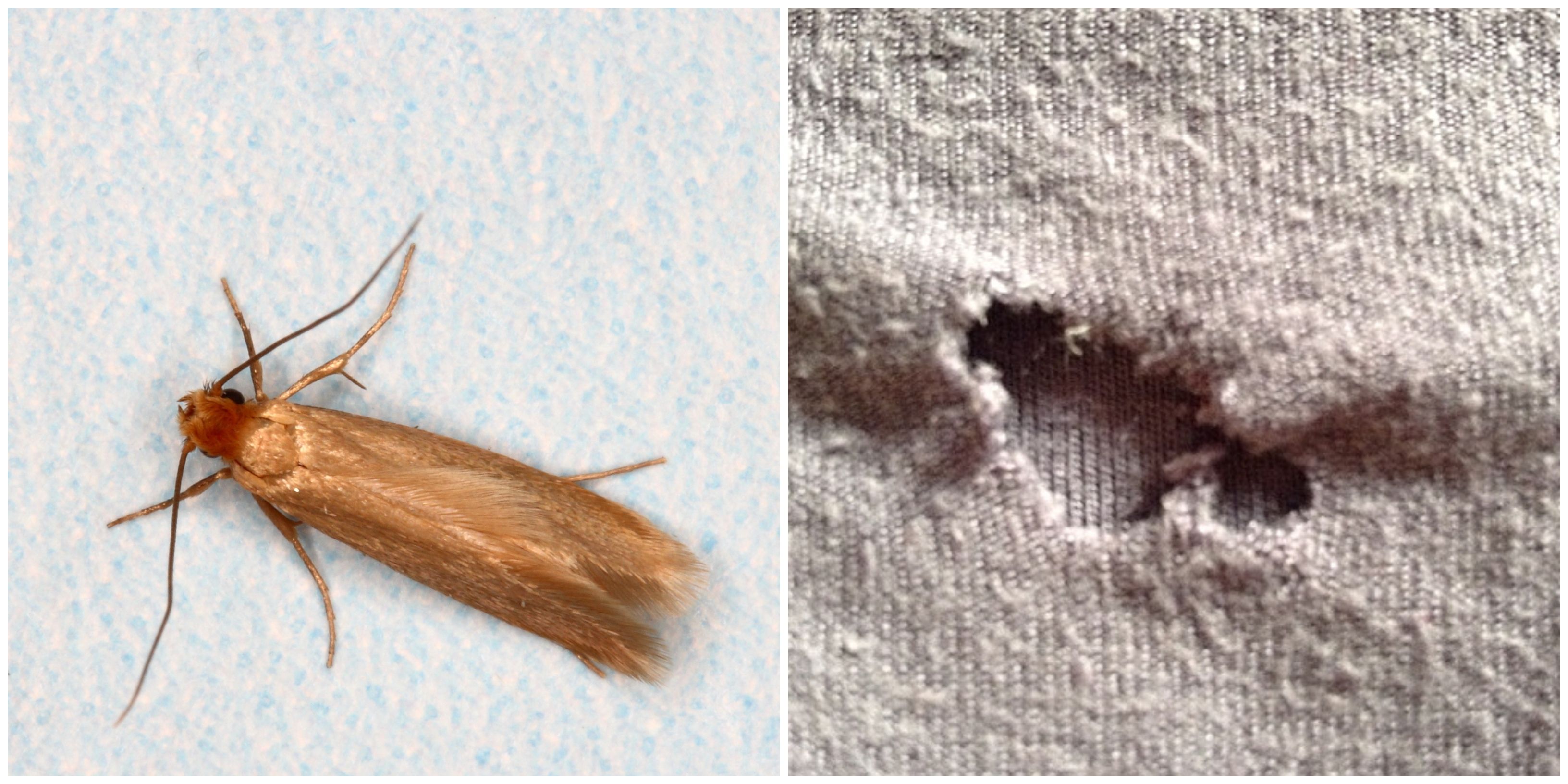 Clothes Moths: 6 Simple Solutions + 5 Preventative Tips