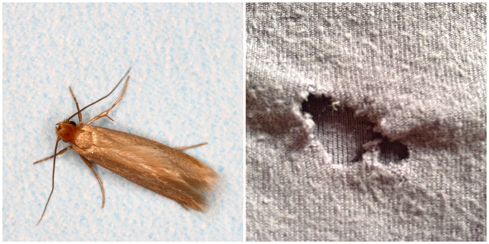 Moth Larvae In Carpet