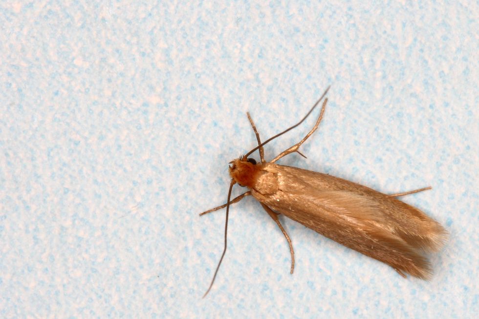 6 Bags Moth Balls Kills Clothes Moths Carpet Beetles Fresh Linen