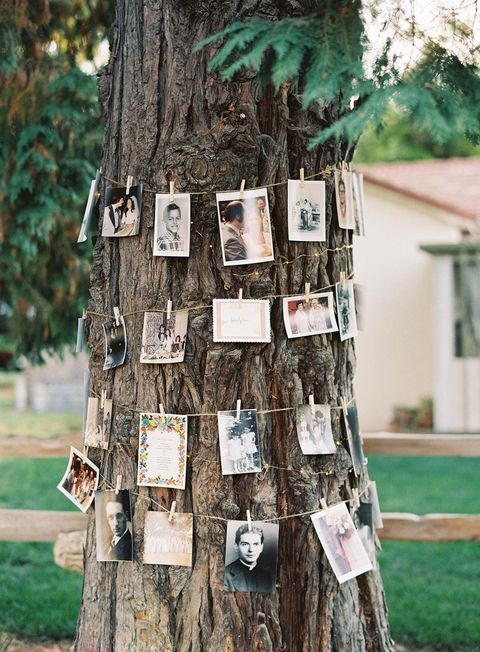 clothespin photos wrapped around tree for wedding