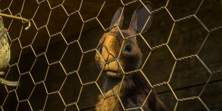Wildlife, Terrestrial animal, Snout, Zoo, Animal shelter, Organism, Chain-link fencing, Net, Whiskers, Mesh, 