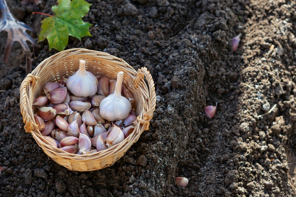 cloves of garlic in wicker basket on black soil background in autumn time, preparing for growing homegrown garlic