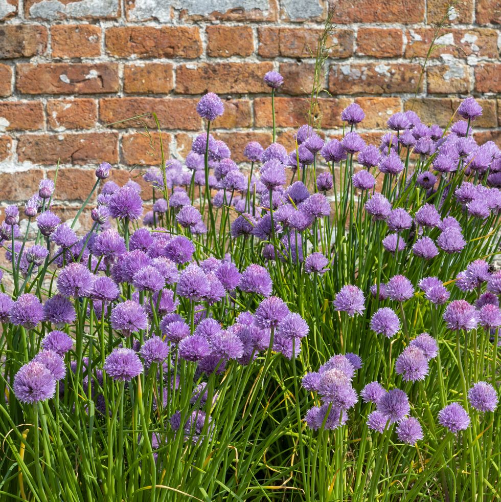 clump of chives in full flower in a walled garden