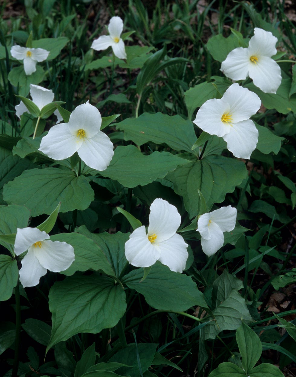 cluster of large flowered trillium, trillium grandiflorum, a spring wildflower the largest and most showy trillium habitat rich woods michigan usa