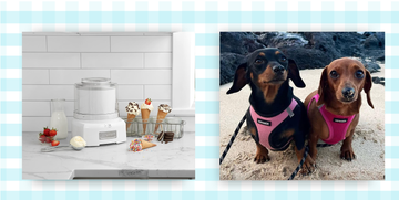 ice cream maker and all season dog harness