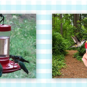 first nature and zopeal hummingbird feeders