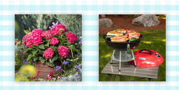 summer crush hydrangea shrub and portable grill