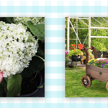 hydrangea shrub and flower cart