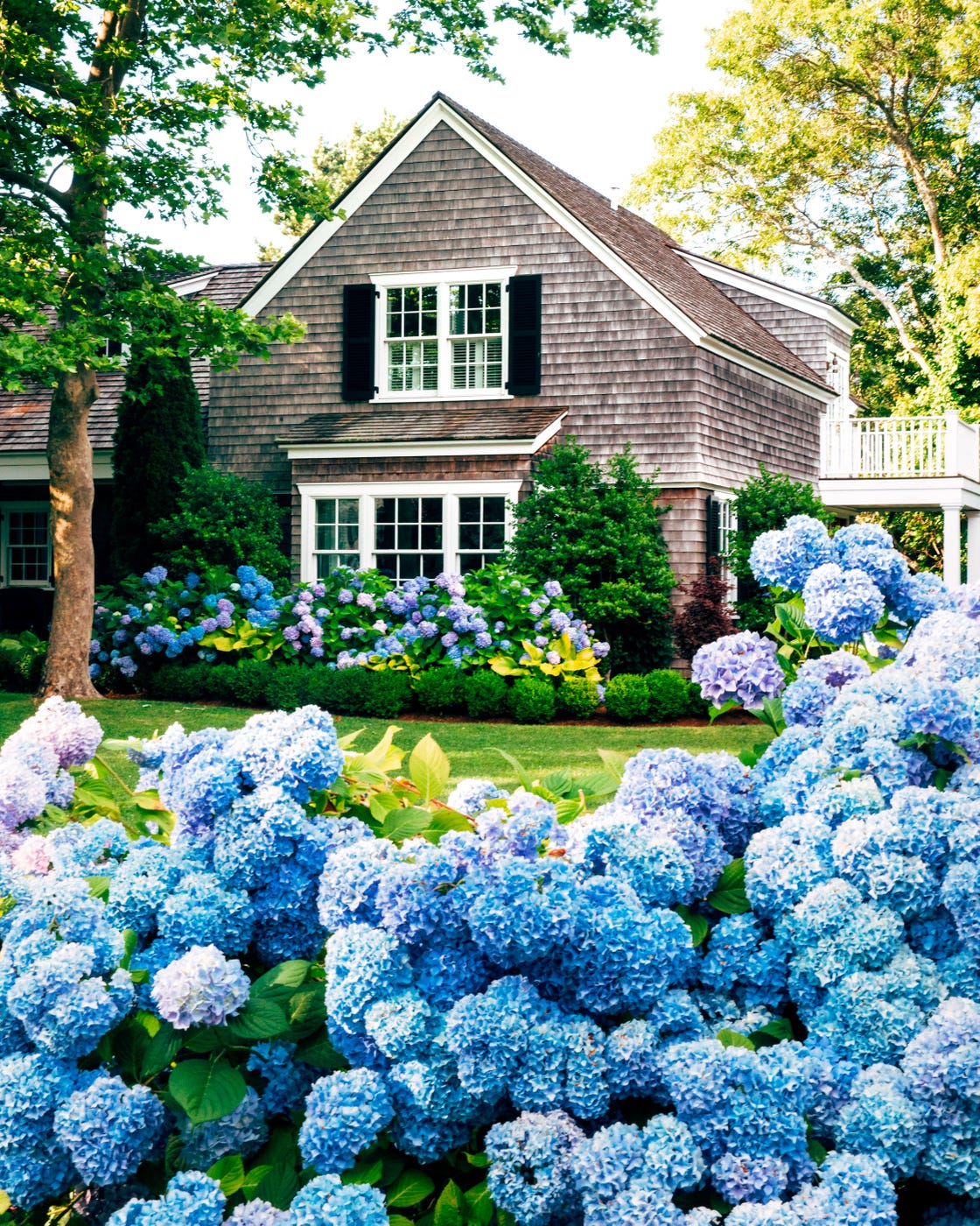 blue hydrangeas in front of a house